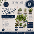 Emotional Support Plant
