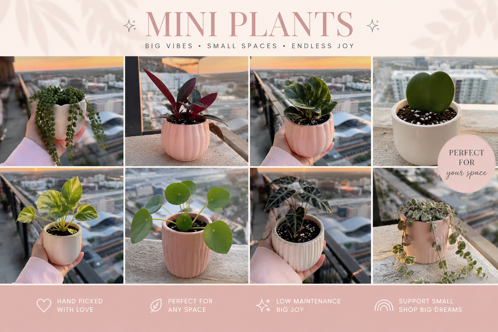 Mini Plants