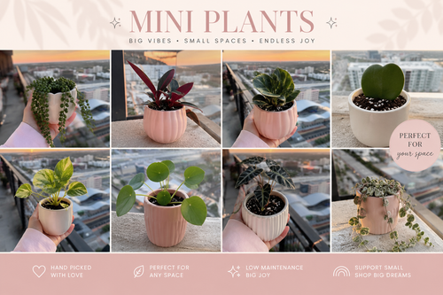Mini Plants