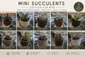 Mini Plants